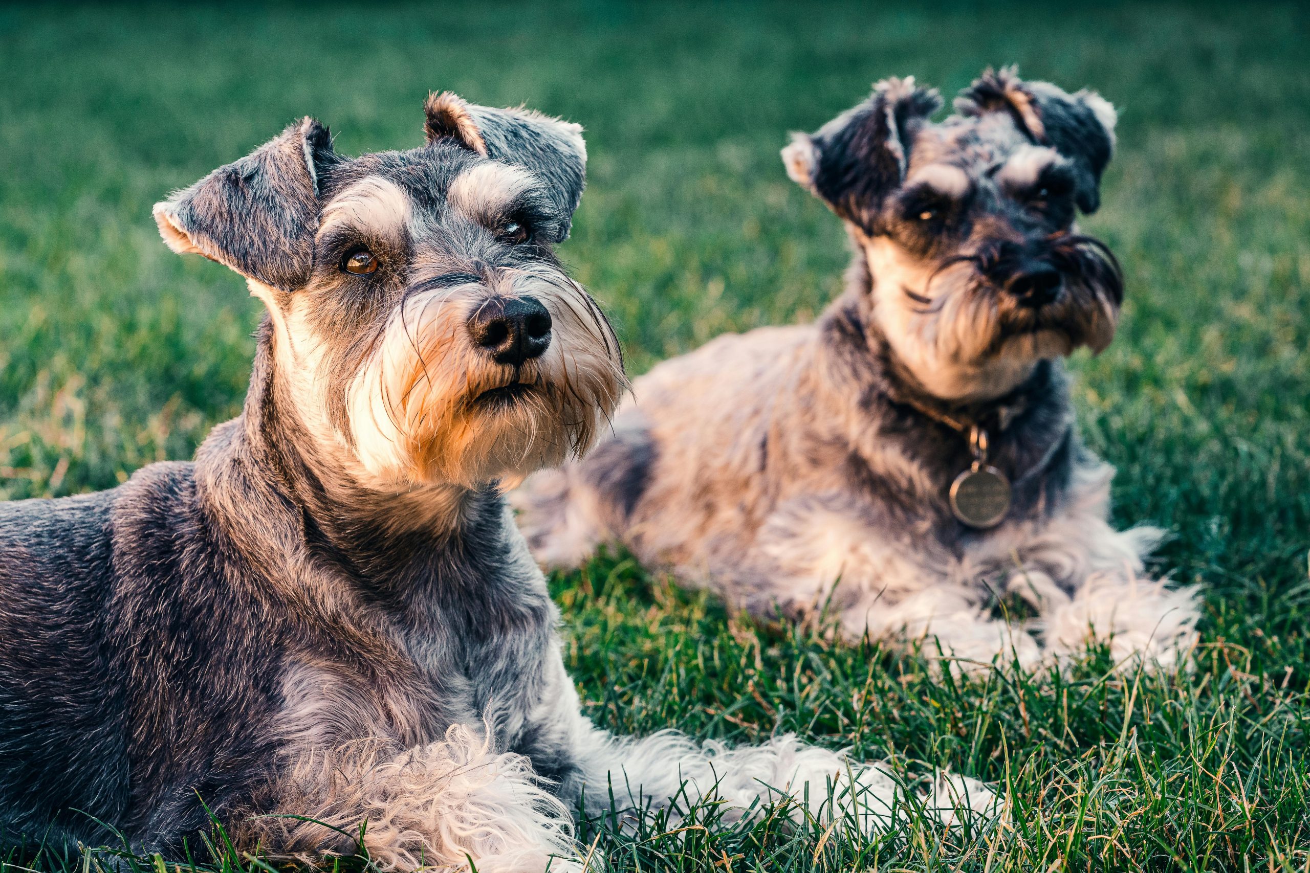 Two adorable Schnauzer dogs resting on grass in London, showcasing their distinctive features.