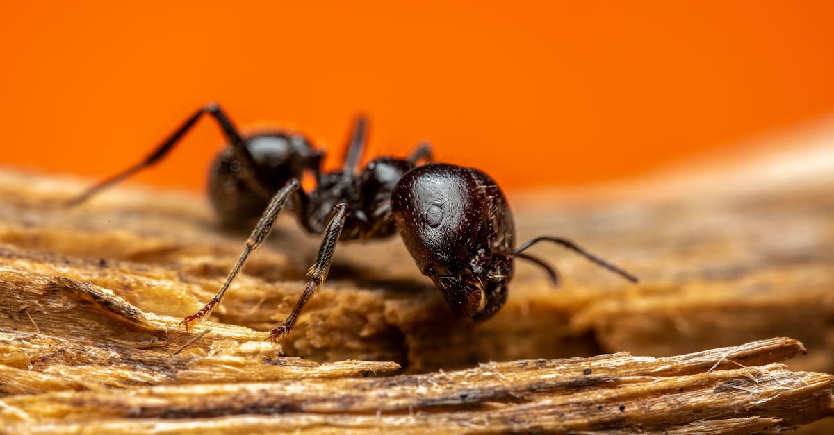 Detailed macro shot of a black ant on wood with vibrant orange background.