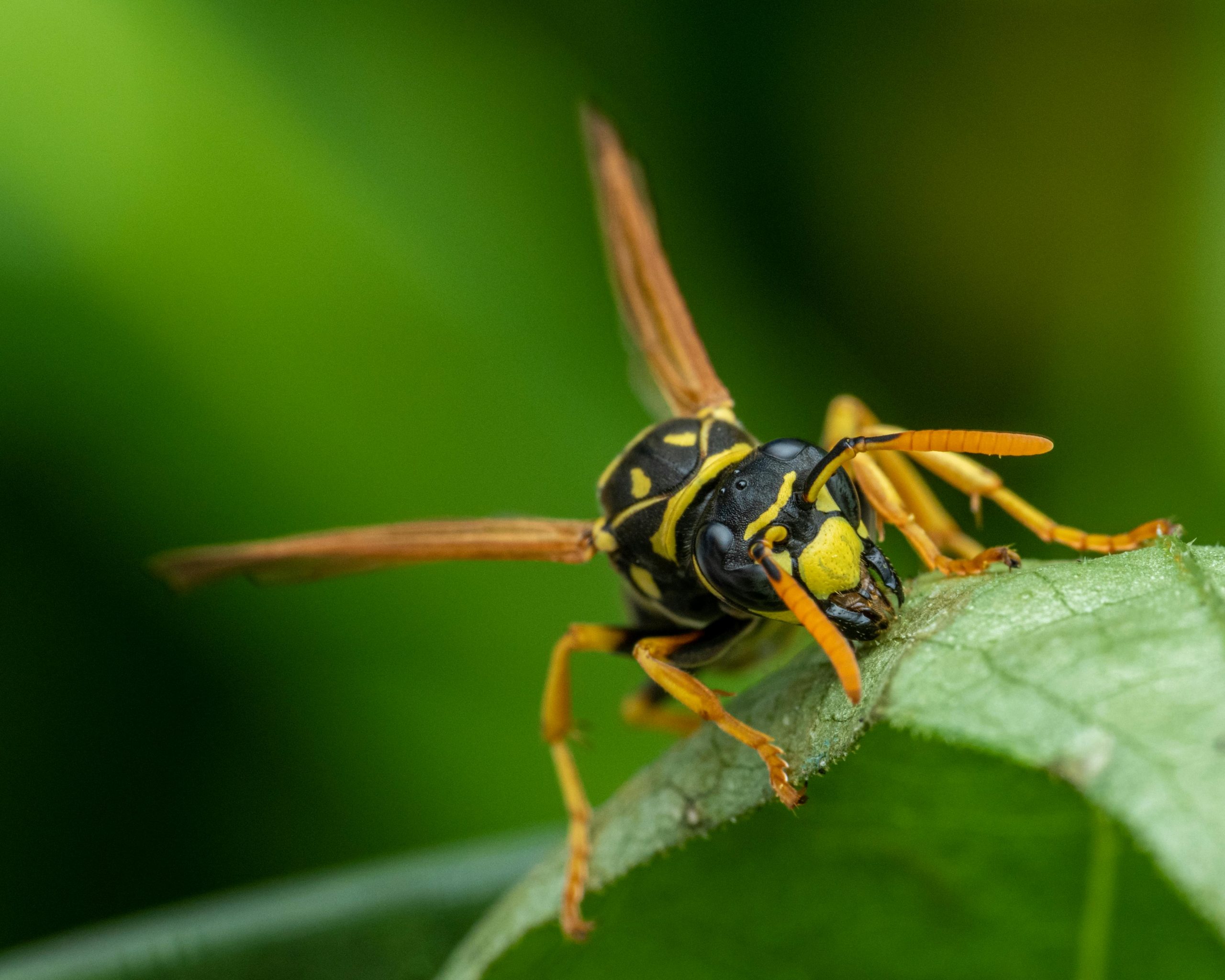 Wasp sitting on green leaf near greenery on blurred background in summer day