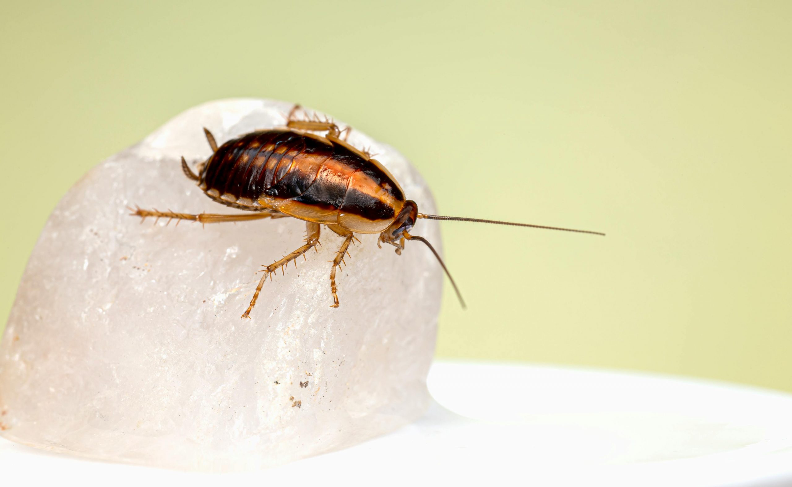 Close-up of a German cockroach (Blattella germanica) on a quartz surface, showcasing intricate details.