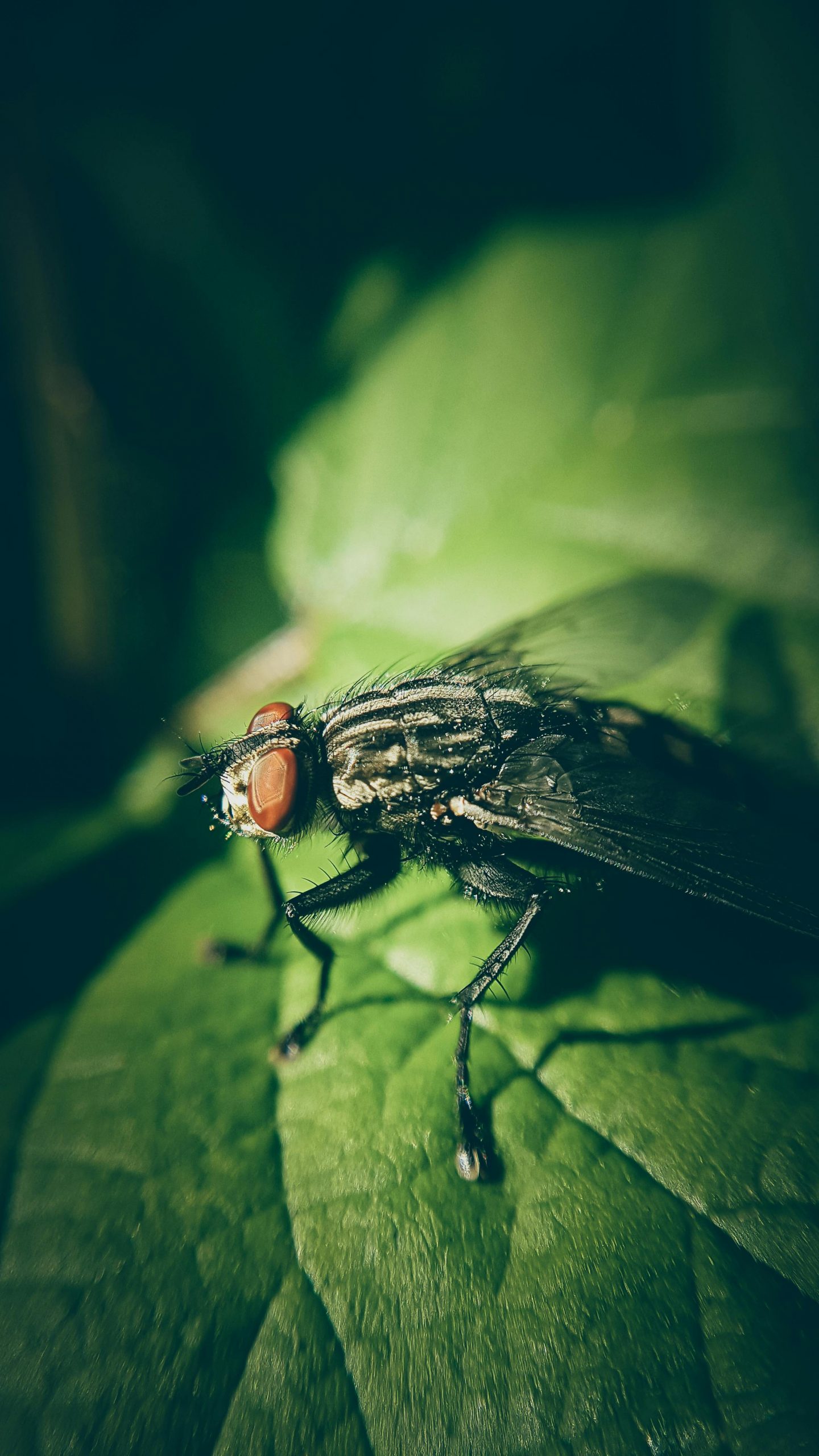 Detailed macro image of a housefly resting on a green leaf.
